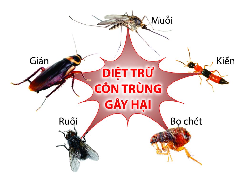 top 10 loai con trung pho bien va cach phong ngua hieu qua